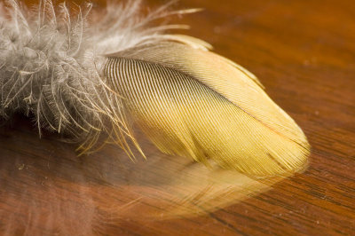 Green Rosella body feather