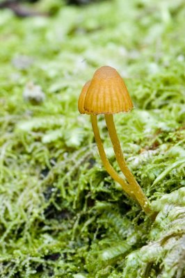 Tiny Fungi and moss
