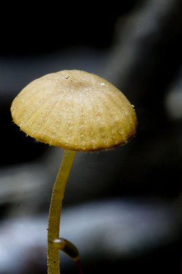 Tiny Fungi
