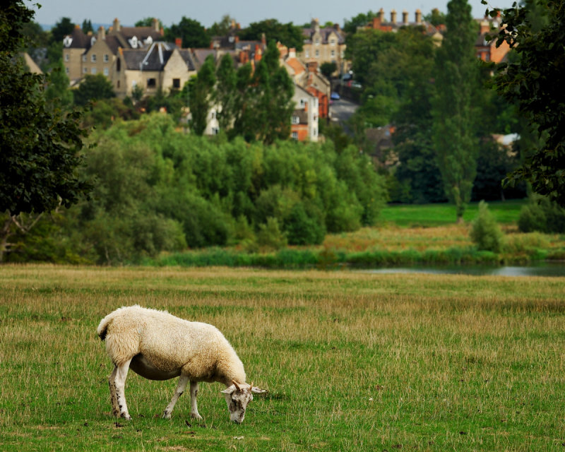 Looking toward Bladon