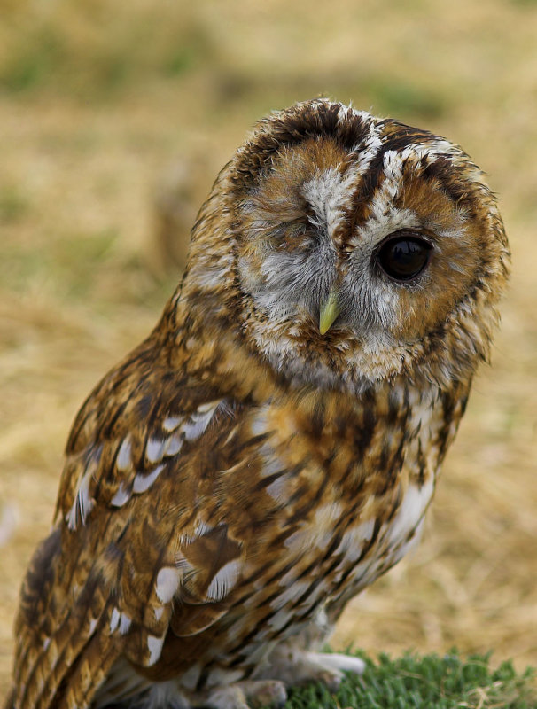 Tawny Owl
