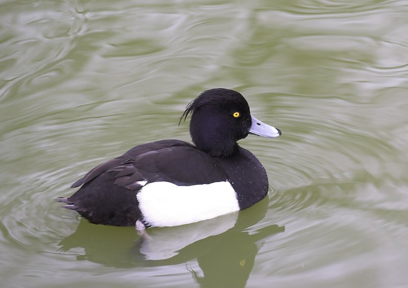 Tufted Duck