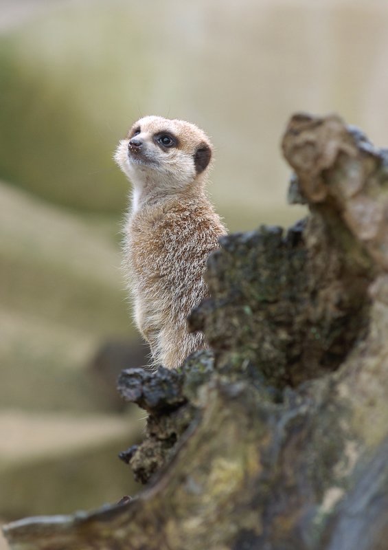 Meerkat