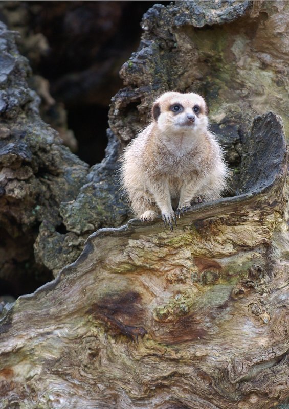 Meerkat