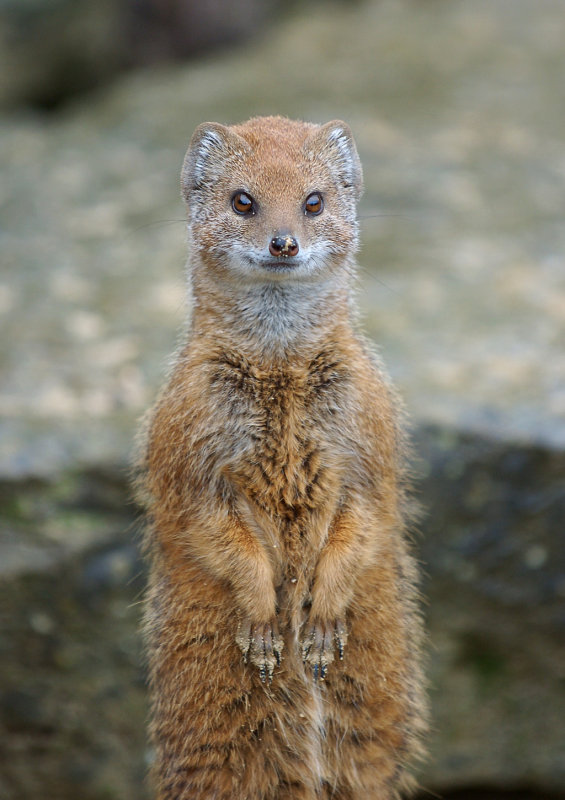 Yellow Mongoose