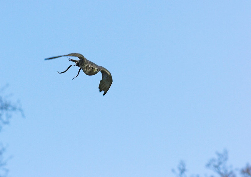 Scruffy - Gyr x Saker Falcon