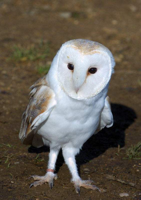 Barn Owl
