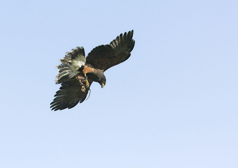 Hawk
