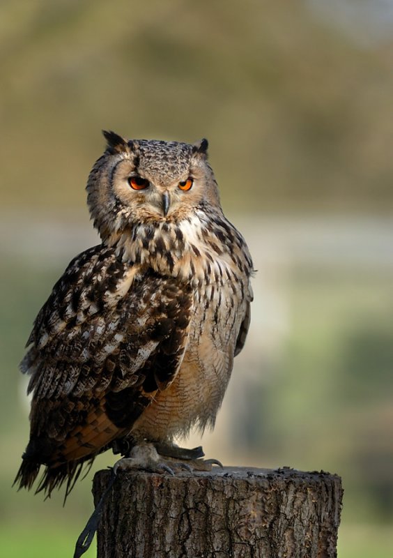 Bengal Eagle Owl