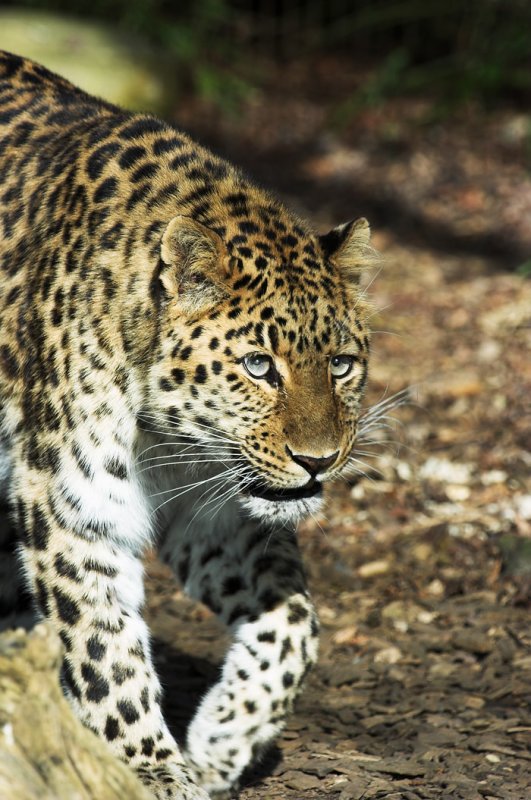 Amur Leopard