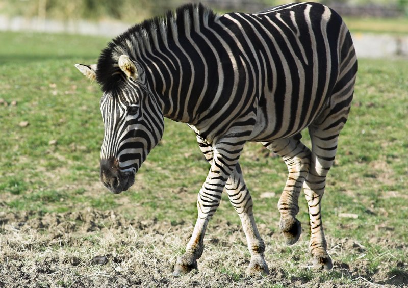 Dancing with Zebras