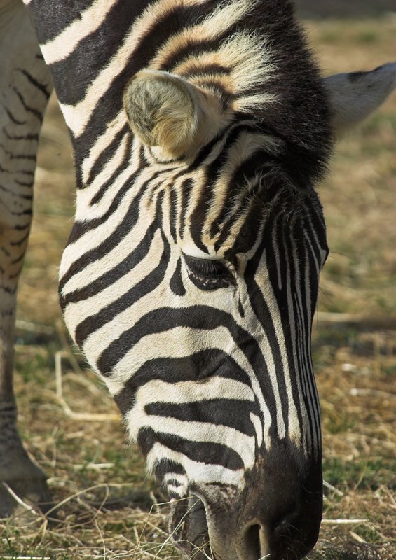 Zebra