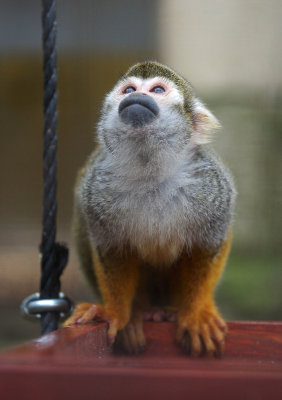 Squirrel Monkey