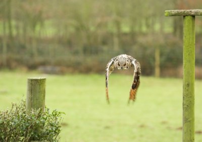 Bengal Eagle Owl