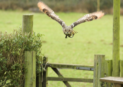 Bengal Eagle Owl