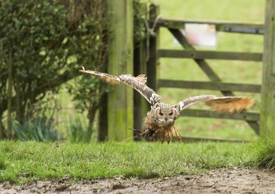 Bengal Eagle Owl