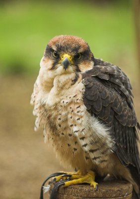 Lanner Falcon