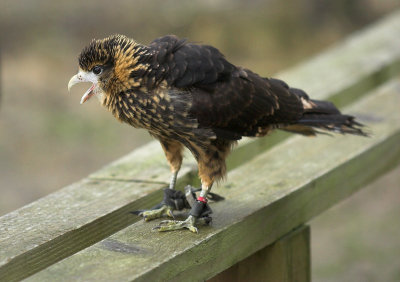 Yellow Headed Caracara