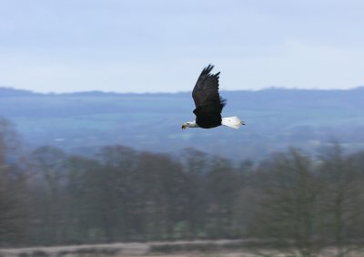 Bald Eagle