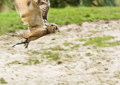 Bengal Eagle Owl