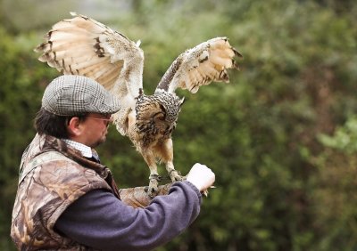 Bengal Eagle Owl