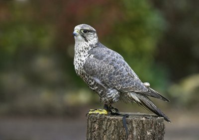 Scruffy - Gyr x Saker Falcon