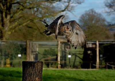 Bengal Eagle Owl