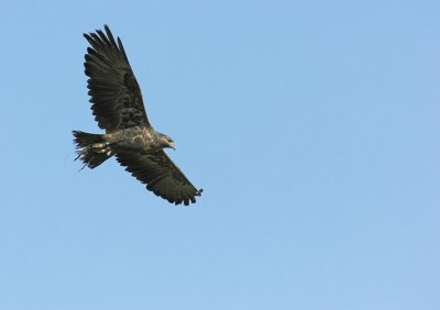 Lulu Chilean Eagle