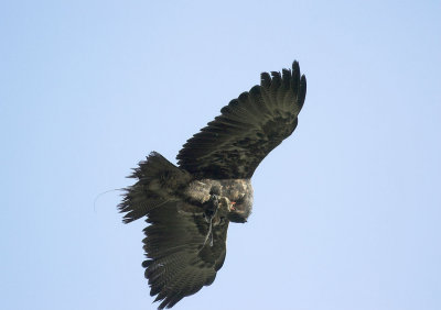 Lulu Chilean Eagle - catching a meal in flight