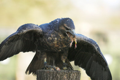 Lulu Chilean Eagle