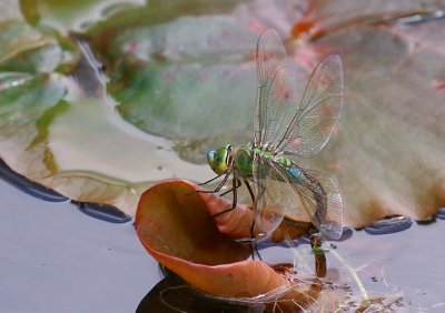 Darter - Dragonfly