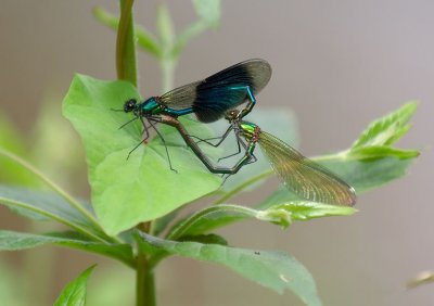 Damsel Flies mating
