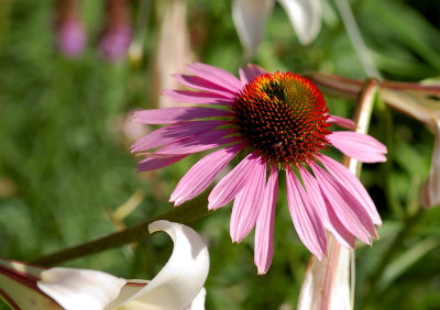 Sensory Garden