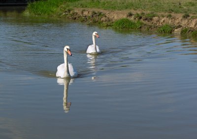 Swans heading to Upper Heyford