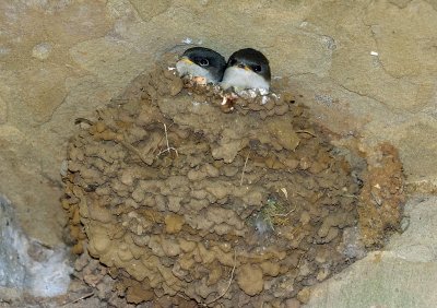 Swallow chicks in the Gatehouse