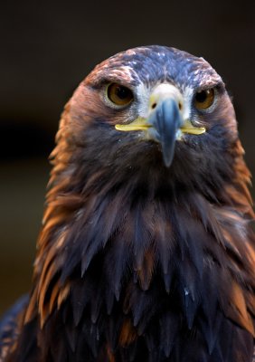 Xena - Golden Eagle