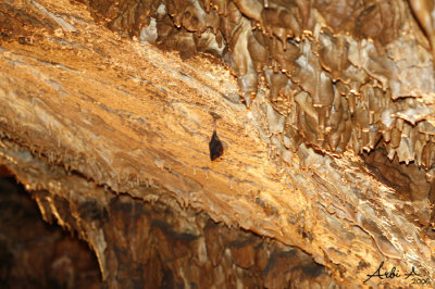 Aggteleki Bat