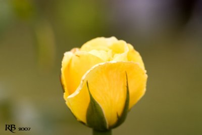 Yellow rose