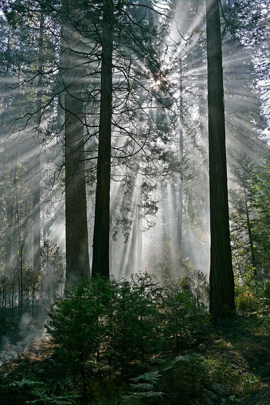 Rays of the Morning Sun.jpg