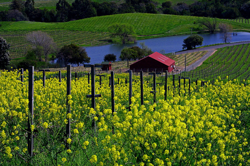 Mustard Flowers in Napa.jpg