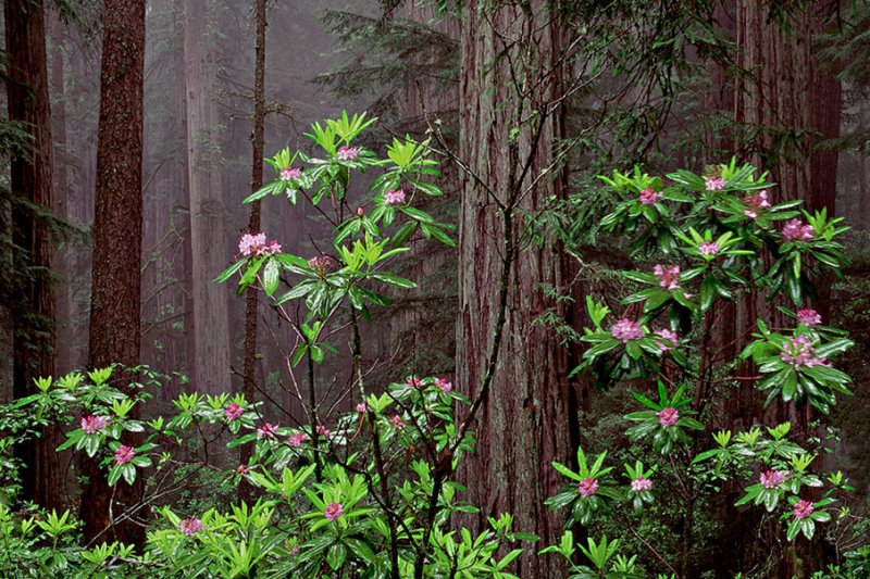 Rhododendrons in the Redwoods.jpg