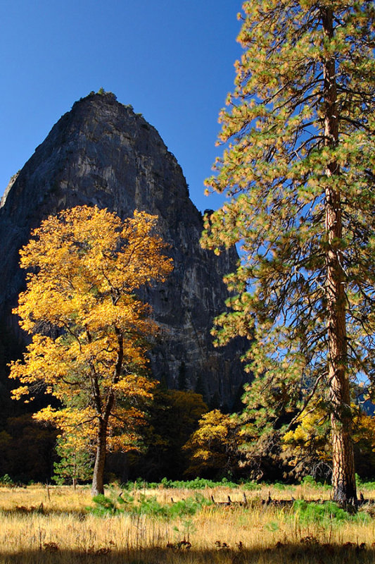 Valley Oak in Autumn.jpg