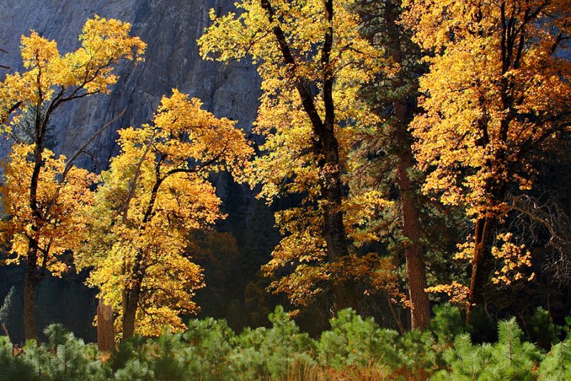 Autumn Glow in the Valley.jpg