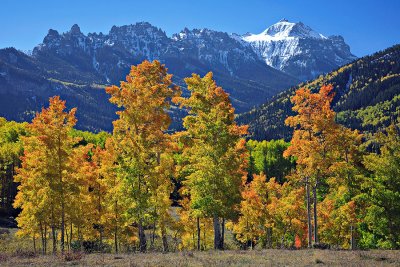 Glowing Aspens at Mt Wilson.jpg