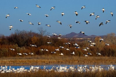 Canadian White Geese Landing on Pond.jpg