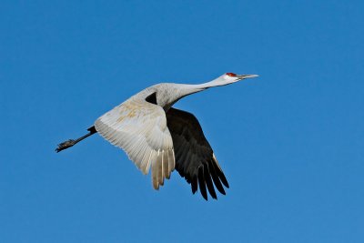 Sandhill Crane in Flight_3.jpg