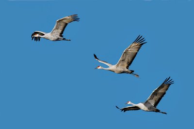 Sandhill Cranes in the Blue Sky.jpg