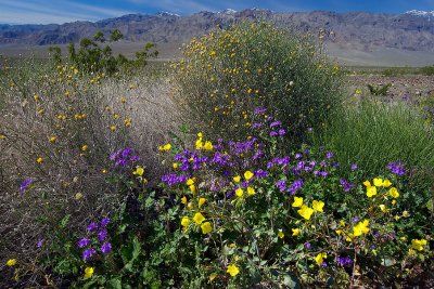 Death Valley Spring Flowers.jpg