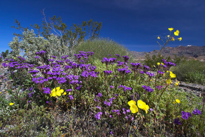 Death Valley Spring.jpg