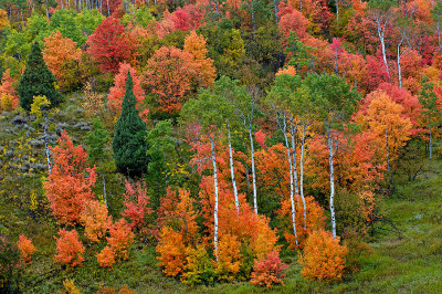 Autumn Variety.jpg